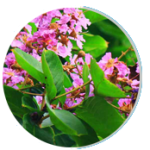 banaba