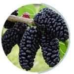 mulberry